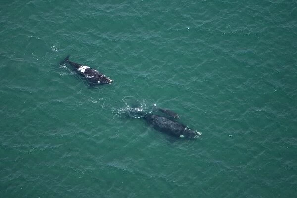 Southern Right whale - aerial view; mother and calf, followed by a single animal. Golfo Nuevo, Valdes Peninsula, Province Chubut, Patagonia, Argentina