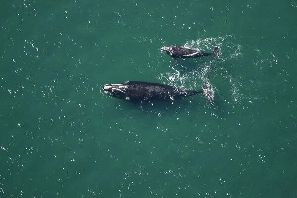 Southern Right Whale - aerial view: mother and calf