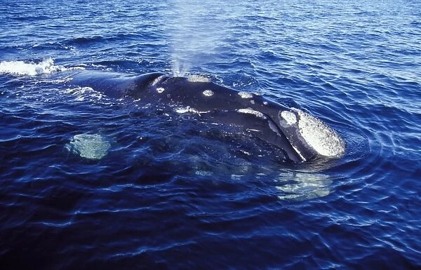 Southern Right Whale Blowing Close-up showing shape of the mouth; and callosities Valdes Peninsula, Patagonia, Argentina