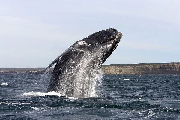 Southern Right Whale - breaching. Off Puerto Piramide, Valdes Peninsula, Chubut Province, Patagonia, Argentina