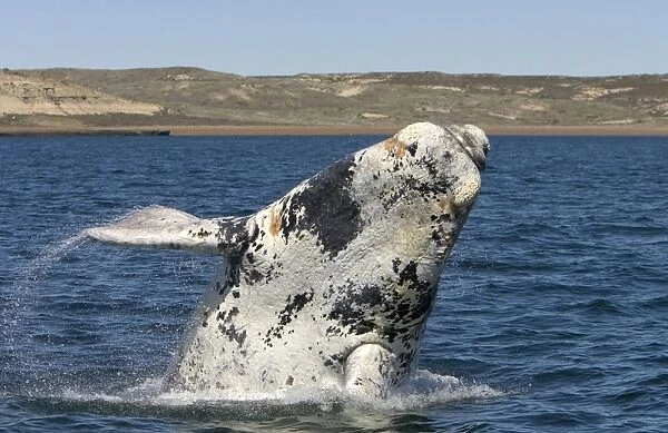 Southern Right Whale - Calf breaching. Each year a few white calves are born. Normal color is dark grey. Valdes Peninsula, Province Chubut, Patagonia, Argentina