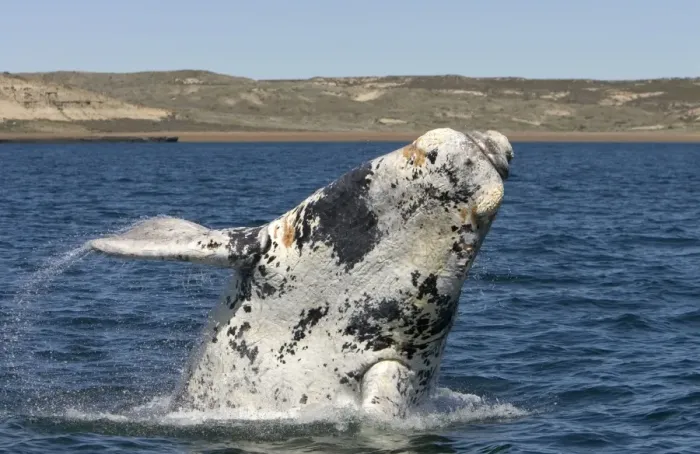 Framed Print : Southern Right Whale - Calf breaching. Each year a few white calves are born. Normal color is dark grey. Valdes Peninsula, Province Chubut, Patagonia, Argentina