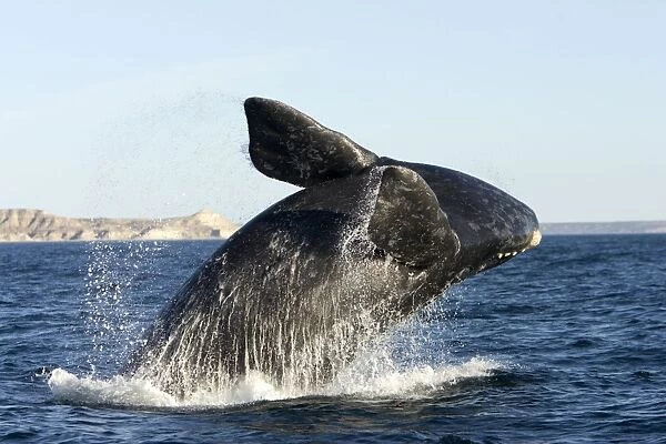 Southern Right whale - calf, breaching. Off Puerto Piramide, Valdes Peninsula, Chubut Province, Patagonia, Argentina