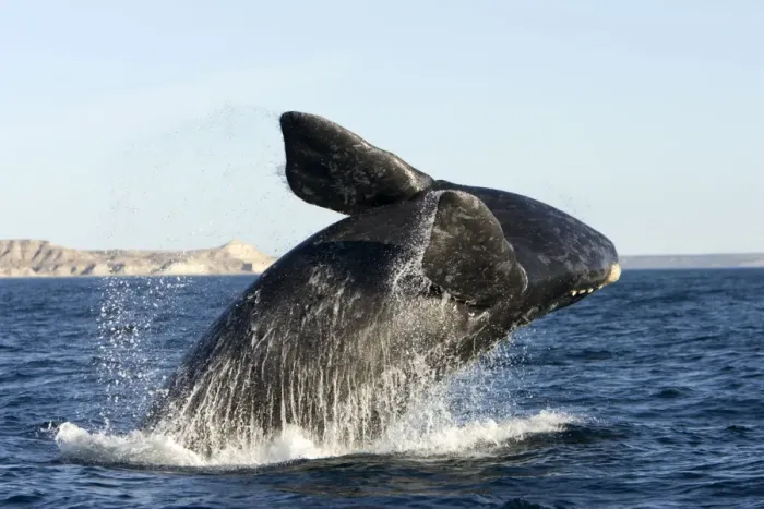 Framed Print : Southern Right whale - calf, breaching. Off Puerto Piramide, Valdes Peninsula, Chubut Province, Patagonia, Argentina Framed Print : Southern Right whale - calf, breaching. Off Puerto Piramide, Valdes Peninsula, Chubut Province, Patagonia, Argentina