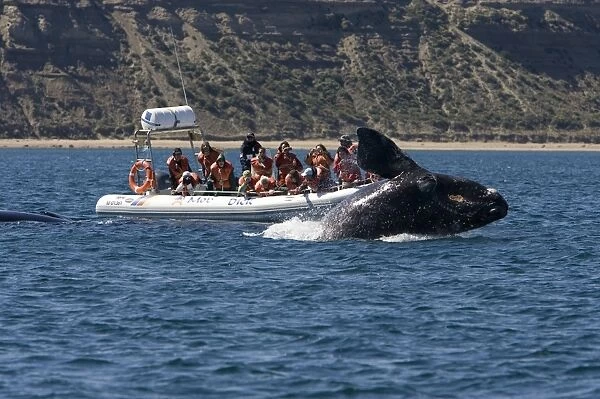 Southern Right Whale - calf breaching near a whale