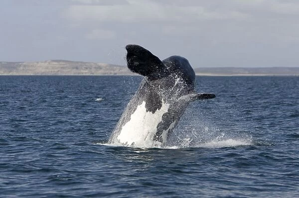 Southern Right Whale: calf, breaching Valdes Peninsula, Province Chubut, Patagonia, Argentina