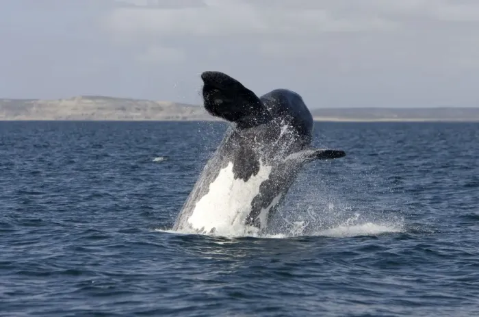 Framed Print : Southern Right Whale: calf, breaching Valdes Peninsula, Province Chubut, Patagonia, Argentina Framed Print : Southern Right Whale: calf, breaching Valdes Peninsula, Province Chubut, Patagonia, Argentina
