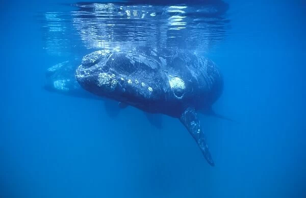 Southern Right Whale - Calf in foreground; mother visible in background