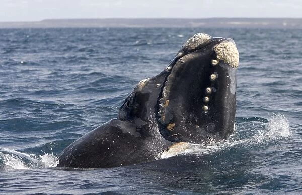 Southern Right whale - a calf is raising the forward part of its head above the surface, close to the boat. Note callosities. Off Puerto Piramide, Valdes Peninsula, Chubut Province, Patagonia, Argentina