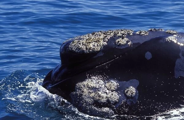 Southern Right Whale Close-up, showing shape of the mouth; and callosities Valdes Peninsula, Patagonia, Argentina