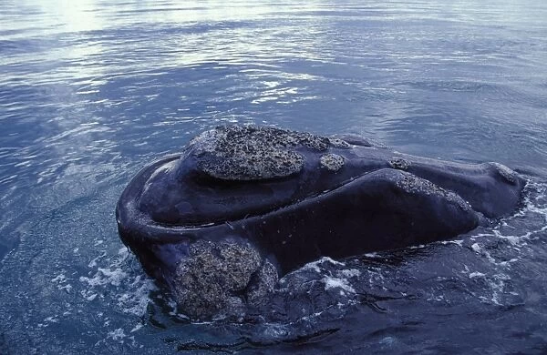 Southern Right Whale Close-up showing the shape of the mouth, and the callosities Valdes Peninsula, Patagonia, Argentina