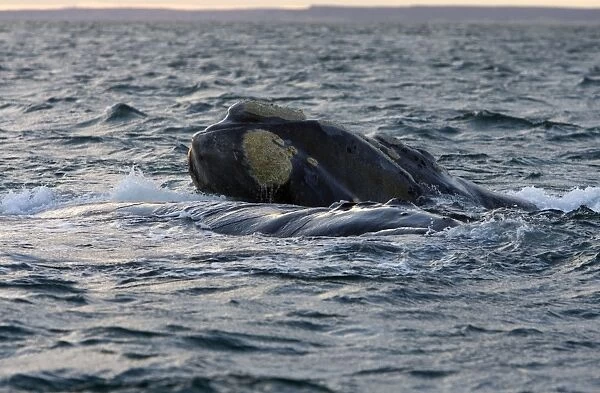 Southern Right Whale - Courting. Male is touching the back of the female with his head. Valdes Peninsula, Province Chubut, Patagonia, Argentina
