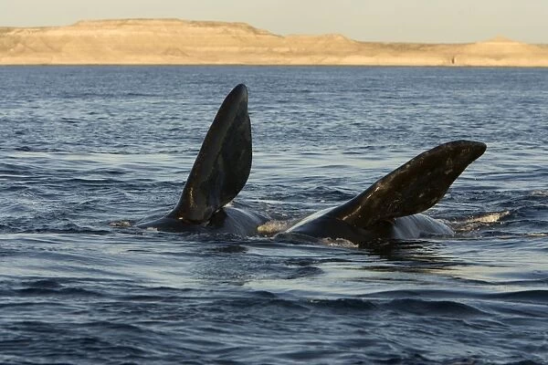 Southern Right whale - courtship, during an episode of courtship, two whales roll on their side, extending their left pectoral flipper above the surface. Off Puerto Piramide, Valdes Peninsula, Chubut Province, Patagonia, Argentina