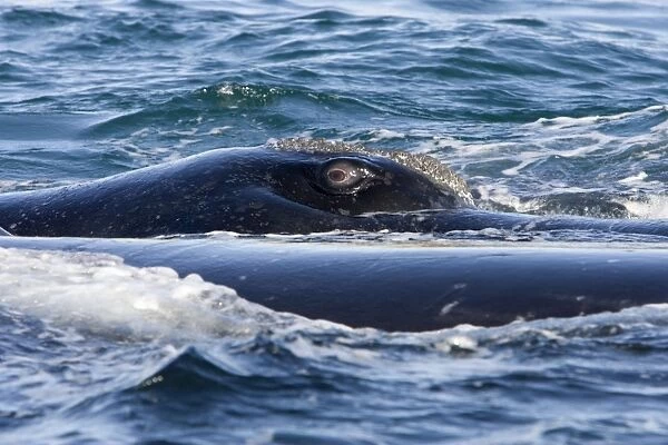 Southern Right whale - eye, this whale is part of a courting group. It has turned on its side, exposing its right eye above the surface. Off Puerto Piramide, Valdes Peninsula, Chubut Province, Patagonia, Argentina