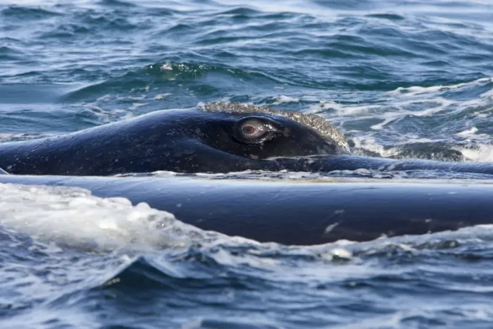 Framed Print : Southern Right whale - eye, this whale is part of a courting group. It has turned on its side, exposing its right eye above the surface. Off Puerto Piramide, Valdes Peninsula, Chubut Province, Patagonia, Argentina Framed Print : Southern Right whale - eye, this whale is part of a courting group. It has turned on its side, exposing its right eye above the surface. Off Puerto Piramide, Valdes Peninsula, Chubut Province, Patagonia, Argentina