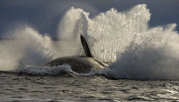 Southern Right Whale - Falling back in the sea at the end of a breach. Valdes Peninsula, Province Chubut, Patagonia, Argentina
