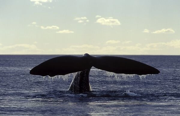 Southern Right Whale flukes Valdes Peninsula, Argentina