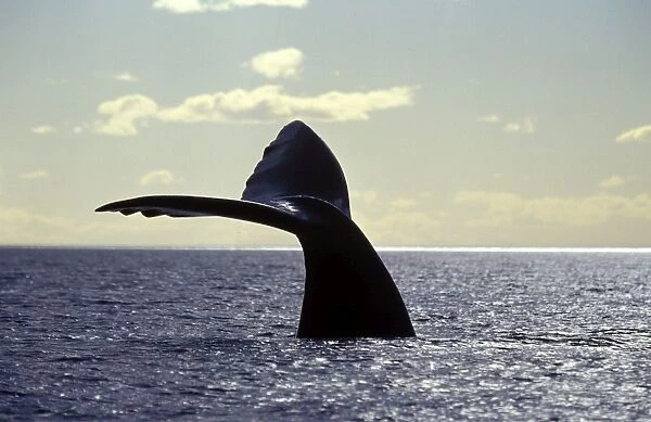 Southern Right Whale flukes Valdes Peninsula, Argentina