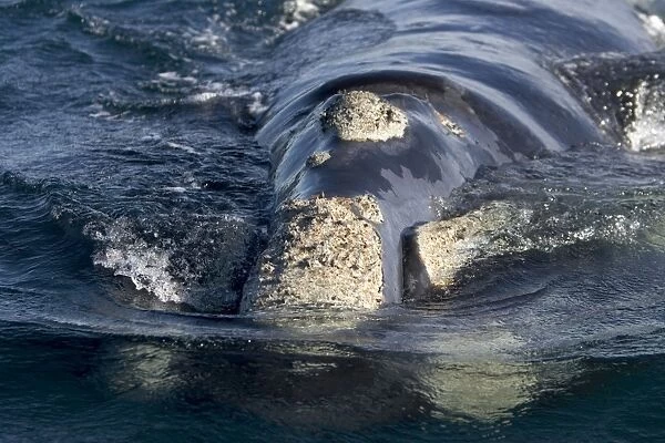Southern Right Whale - Head, close-up from front; showing callosities. Valdes Peninsula, Province Chubut, Patagonia, Argentina
