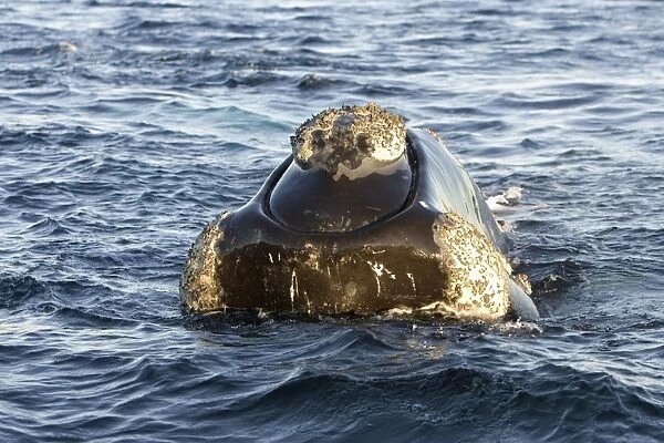 Southern Right Whale - Head, close-up from the front, showing line of mouth and callosities Valdes Peninsula, Province Chubut, Patagonia, Argentina