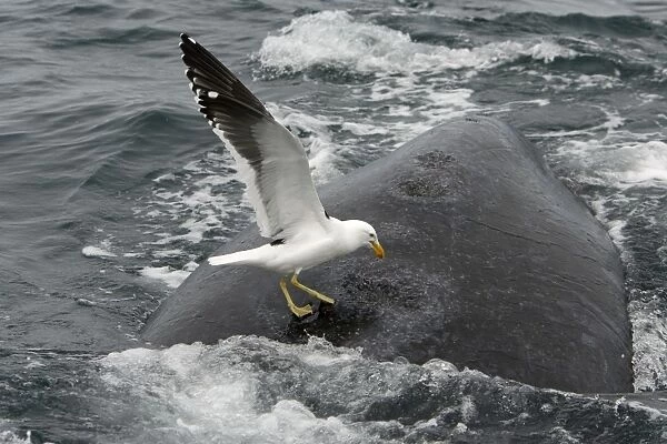 Southern Right Whale - Kelp Gull (Larus dominicanus) picking on whale's back, feeding on skin / blubber. Four 'craters' made by gulls in this way are visible on this photo; gulls keep picking at the same places