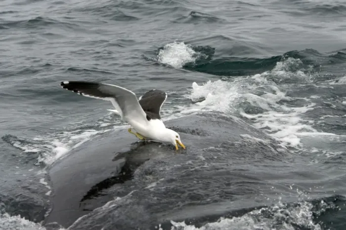 Framed Print : Southern Right Whale - Kelp Gull (Larus dominicanus) picking on whale's back, feeding on skin / blubber. Whales react sharply to this predation and can only dive in the water to escape from these attacks. Valdes Peninsula Framed Print : Southern Right Whale - Kelp Gull (Larus dominicanus) picking on whale's back, feeding on skin / blubber. Whales react sharply to this predation and can only dive in the water to escape from these attacks. Valdes Peninsula