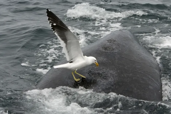 Framed Print : Southern Right Whale - Kelp Gull (Larus dominicanus) picking on whale's back, feeding on skin / blubber. Four craters made by gulls in this way are visible on this photo; gulls keep picking at the same places Framed Print : Southern Right Whale - Kelp Gull (Larus dominicanus) picking on whale's back, feeding on skin / blubber. Four craters made by gulls in this way are visible on this photo; gulls keep picking at the same places