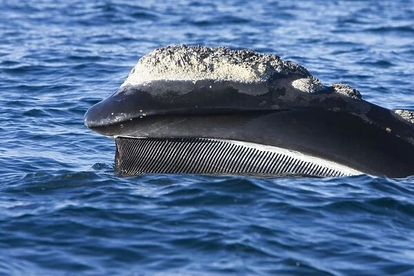 Southern Right Whale - lateral view of upper mandible showing the baleen hanging from the top of the mouth. This whale was 'skim feeding', swimming at or just under the surface with its mouth open
