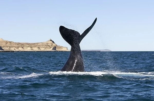 Southern Right Whale - Lobtailing: the whale slaps the surface of the water with its flukes. Valdes Peninsula, near Puerto Piramide (the 'pyramid' that gives its name to the place is visible on the left of the whale)
