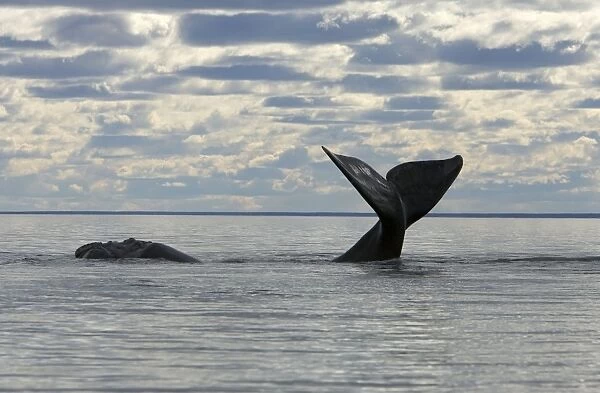 Southern Right Whale - Lobtailing: the whale slaps the surface of the water with its flukes. This photo shows the head and flukes of the same whale. Valdes Peninsula, Province Chubut, Patagonia, Argentina