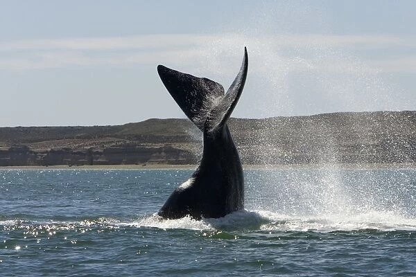 Southern Right Whale - Lobtailing: the whale slaps the surface of the water with its flukes. Valdes Peninsula, Province Chubut, Patagonia, Argentina