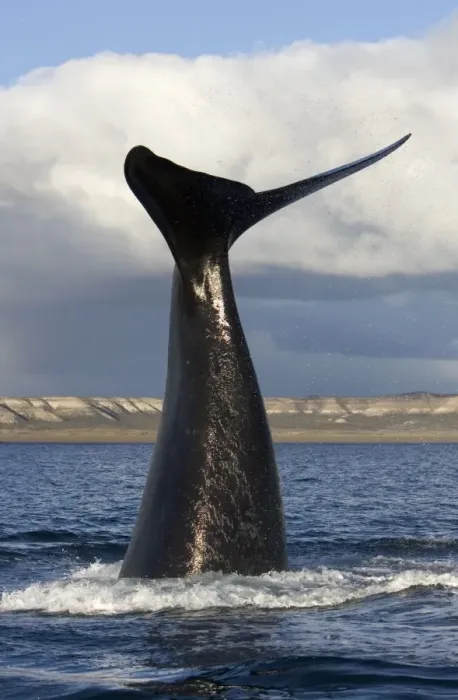 Framed Print : Southern Right Whale - Lobtailing behavior: the whale raises its tail stock and flukes high above the surface of the sea and slaps down on the surface repeatedly. Valdes Peninsula, Province Chubut, Patagonia, Argentina Framed Print : Southern Right Whale - Lobtailing behavior: the whale raises its tail stock and flukes high above the surface of the sea and slaps down on the surface repeatedly. Valdes Peninsula, Province Chubut, Patagonia, Argentina