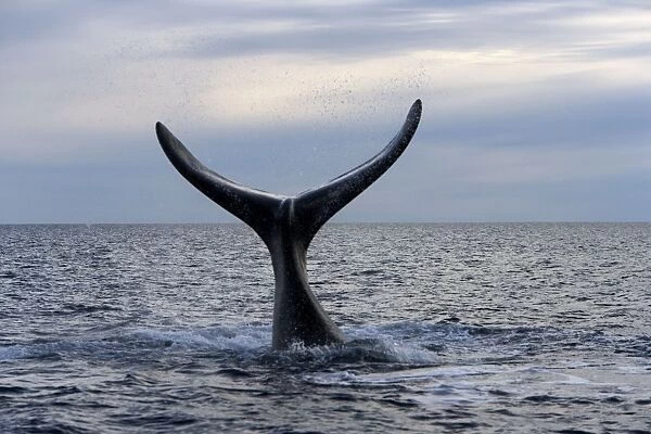 Southern Right Whale - Lobtailing behavior: the whale raises its tail stock and flukes high above the surface of the sea and slaps down on the surface repeatedly. Valdes Peninsula, Province Chubut, Patagonia, Argentina