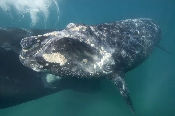 Southern Right Whale - Mother (background) and calf (foreground). note aggregations of yellowish cyamids around the calf's mouth, eye, callosities, and a patch on side of cheek. Valdes Peninsula, Province Chubut, Patagonia, Argentina