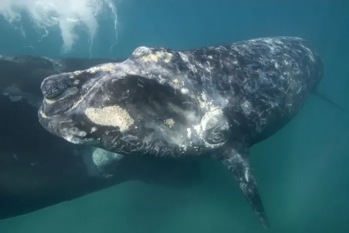 Framed Print : Southern Right Whale - Mother (background) and calf (foreground). note aggregations of yellowish cyamids around the calf's mouth, eye, callosities, and a patch on side of cheek. Valdes Peninsula, Province Chubut, Patagonia, Argentina Framed Print : Southern Right Whale - Mother (background) and calf (foreground). note aggregations of yellowish cyamids around the calf's mouth, eye, callosities, and a patch on side of cheek. Valdes Peninsula, Province Chubut, Patagonia, Argentina