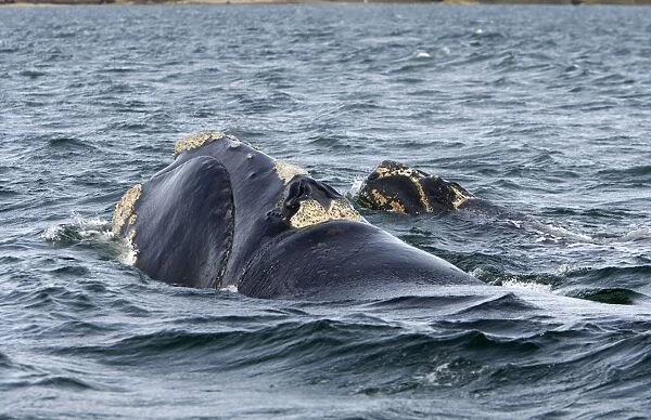 Southern Right Whale - Mother and calf Valdes Peninsula, Province Chubut, Patagonia, Argentina