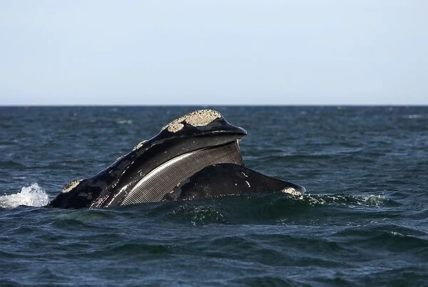 Southern Right Whale - Mouth open, showing baleen plates (baleen hang from roof of the mouth) Valdes Peninsula, Province Chubut, Patagonia, Argentina