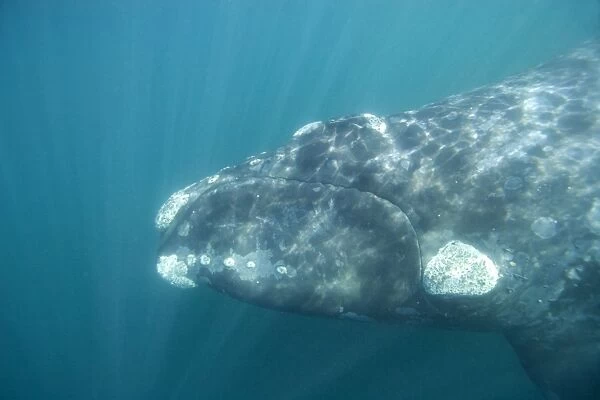 Southern Right Whale off Puerto Piramide, Valdes Peninsula, Chubut Province, Patagonia, Argentina