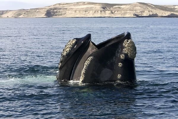 Southern Right Whale - Standing vertically in the water with mouth partly open, showing baleen plates (baleen hangs from roof of the mouth, on the left) Valdes Peninsula, Province Chubut, Patagonia, Argentina