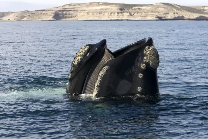 Framed Print : Southern Right Whale - Standing vertically in the water with mouth partly open, showing baleen plates (baleen hangs from roof of the mouth, on the left) Valdes Peninsula, Province Chubut, Patagonia, Argentina Framed Print : Southern Right Whale - Standing vertically in the water with mouth partly open, showing baleen plates (baleen hangs from roof of the mouth, on the left) Valdes Peninsula, Province Chubut, Patagonia, Argentina