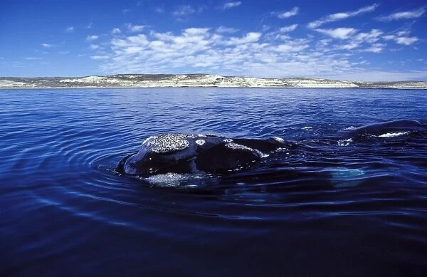 Southern Right Whale Surfacing Valdes Peninsula, Patagonia, Argentina