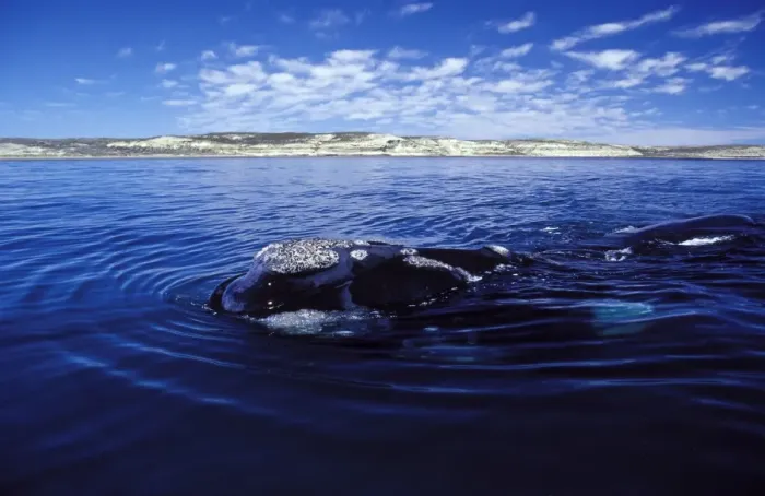 Framed Print : Southern Right Whale Surfacing Valdes Peninsula, Patagonia, Argentina Framed Print : Southern Right Whale Surfacing Valdes Peninsula, Patagonia, Argentina