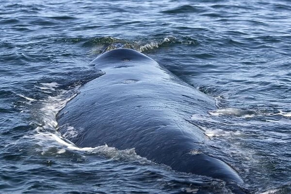 Southern Right Whale, swimming