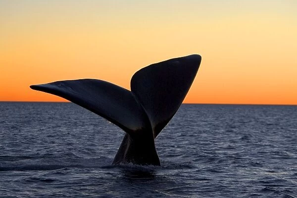 Southern Right Whale - Tail fluke, at sunset Valdes Peninsula, Province Chubut, Patagonia, Argentina