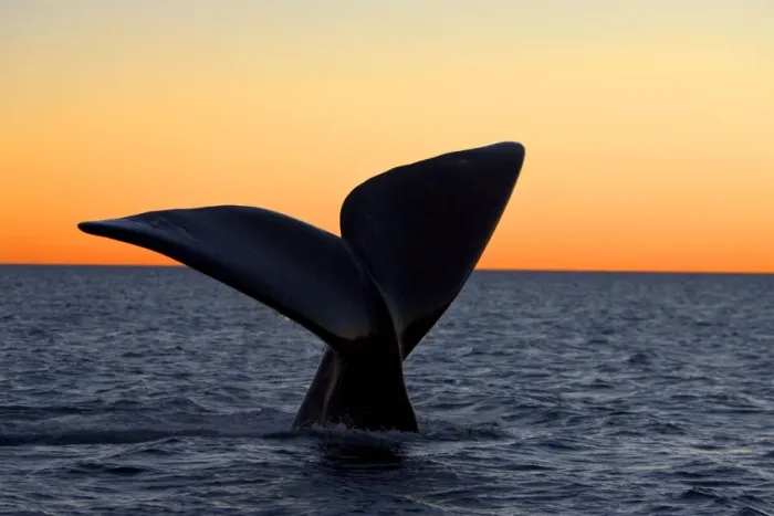 Framed Print : Southern Right Whale - Tail fluke, at sunset Valdes Peninsula, Province Chubut, Patagonia, Argentina Framed Print : Southern Right Whale - Tail fluke, at sunset Valdes Peninsula, Province Chubut, Patagonia, Argentina