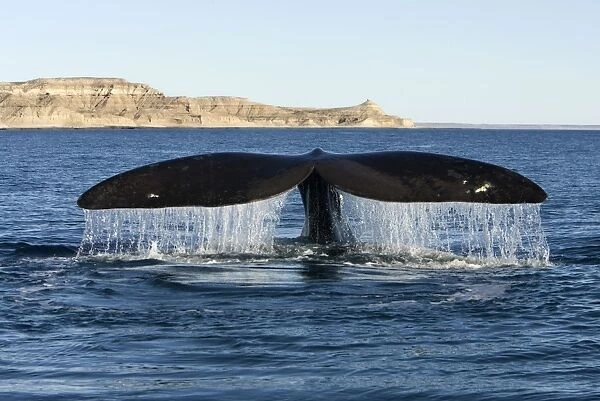 Southern Right Whale - tail fluke Valdes Peninsula, Province Chubut, Patagonia, Argentina