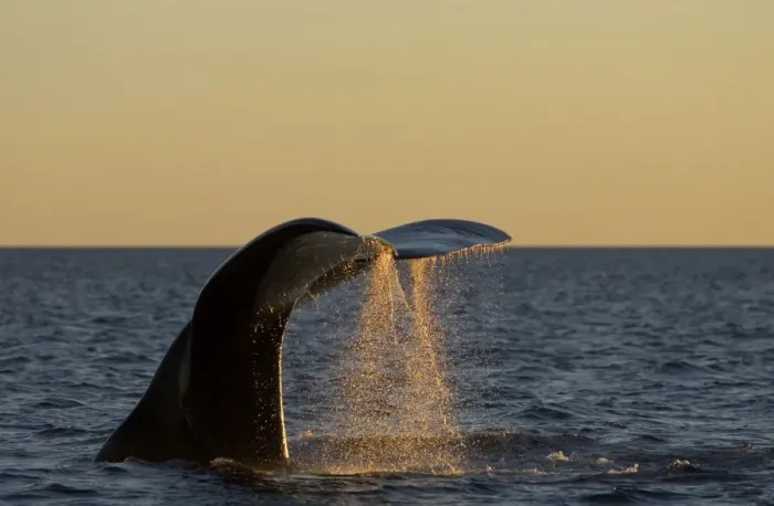 Framed Print : Southern Right Whale - Tail flukes, at sunset Valdes Peninsula, Province Chubut, Patagonia, Argentina Framed Print : Southern Right Whale - Tail flukes, at sunset Valdes Peninsula, Province Chubut, Patagonia, Argentina