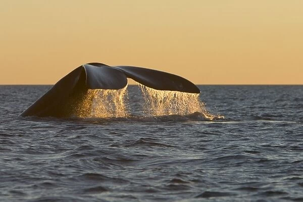 Southern Right Whale - Tail flukes, at sunset Valdes Peninsula, Province Chubut, Patagonia, Argentina