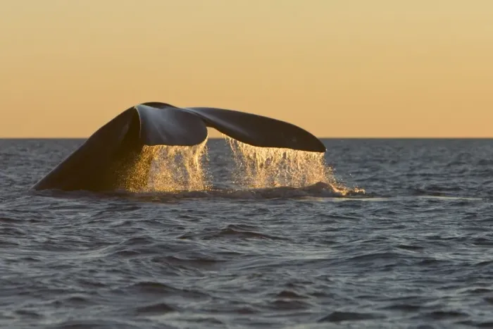 Framed Print : Southern Right Whale - Tail flukes, at sunset Valdes Peninsula, Province Chubut, Patagonia, Argentina Framed Print : Southern Right Whale - Tail flukes, at sunset Valdes Peninsula, Province Chubut, Patagonia, Argentina