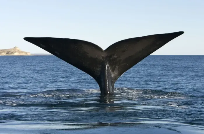 Framed Print : Southern Right Whale - tail flukes Valdes Peninsula, Province Chubut, Patagonia, Argentina Framed Print : Southern Right Whale - tail flukes Valdes Peninsula, Province Chubut, Patagonia, Argentina